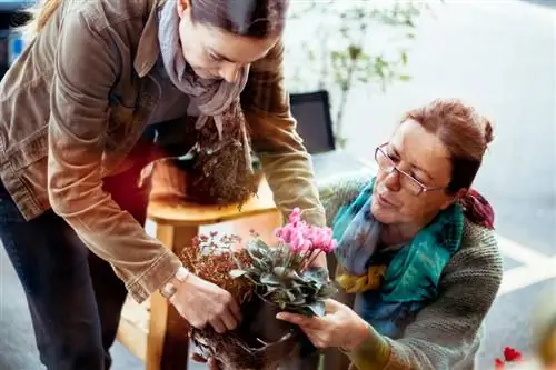 Malattie dei ciclamini: riconoscere, prevenire e combattere