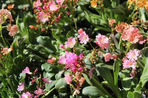 abelles roses de porcellana