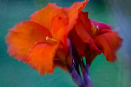 Canna: Fargerike blomster til hagen din