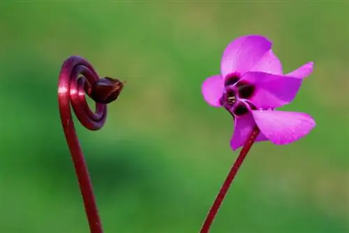 Cyclamen semena: sklizeň, doba zrání a setí