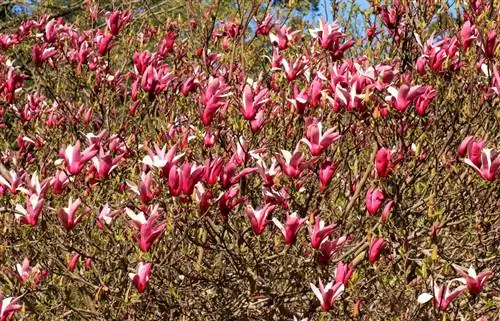 Blossom dream magnolia - wasifu wa mti unaovutia