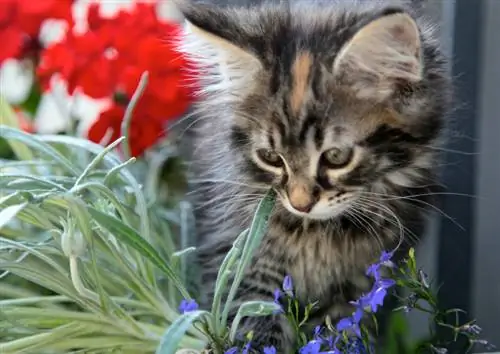 Cyclamen poisonous to cats