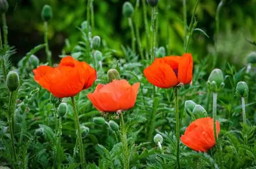 Can you eat corn poppy leaves? Yes, but with caution