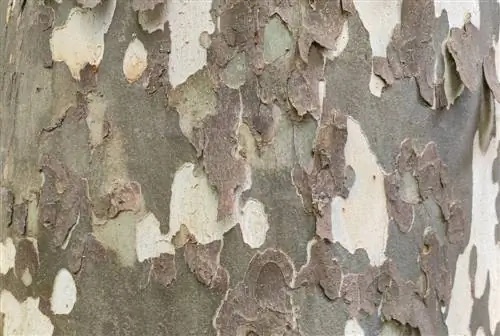 tree bark comes loose