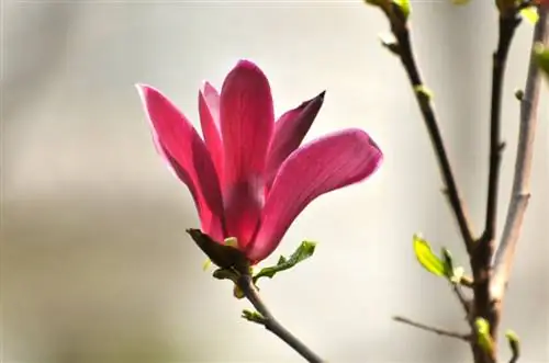 Magnolia planten