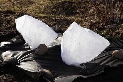 Beskytt blåbærblomster mot frost