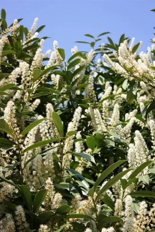 Thaum txiav cherry laurel