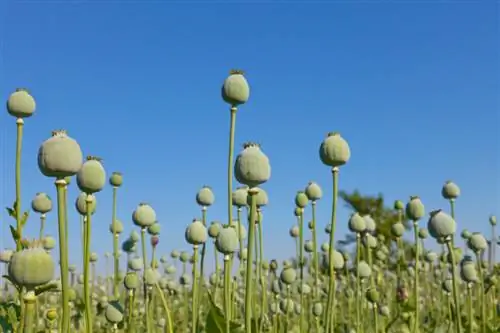 Menyebarkan bunga poppy jagung: Beginilah cara Anda melakukannya di kebun Anda sendiri