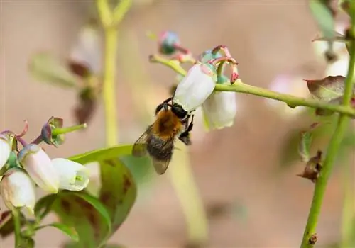 friendly na blueberry-bee