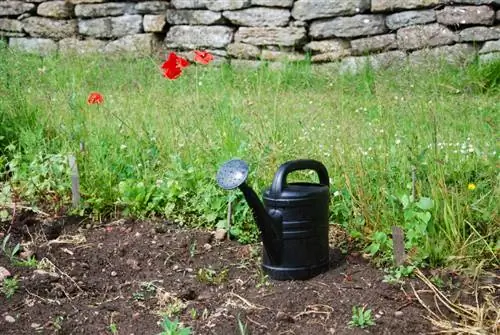 Verzorgingstips voor papaver