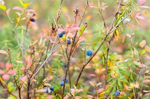 Je, blueberries wako katika hatari ya kuchomwa na jua?