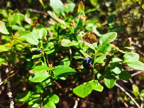 blueberry-kahawia-majani