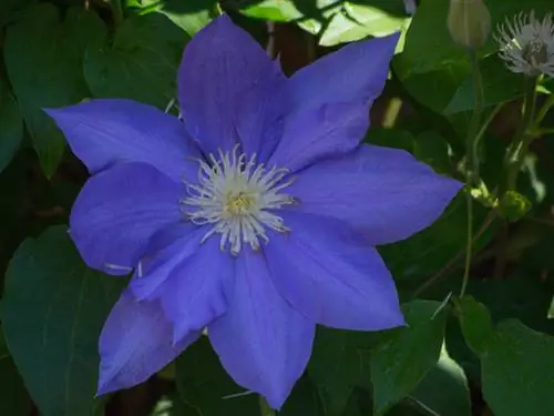 Clematis gėlė