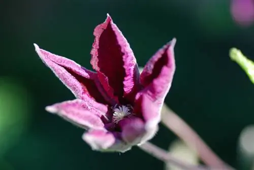 Clematis brown leaves