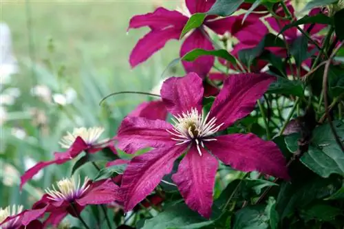 Clematis flowering lub sijhawm