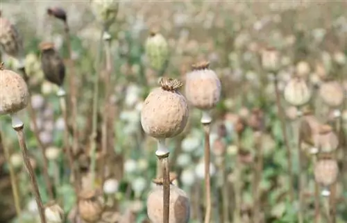 Poppy pruning