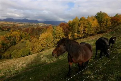 Pericoli di avvelenamento da acero montano