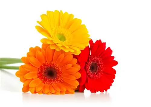 Warna Gerbera