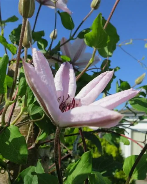 Clematis di taman: Tanah mana yang mereka sukai?