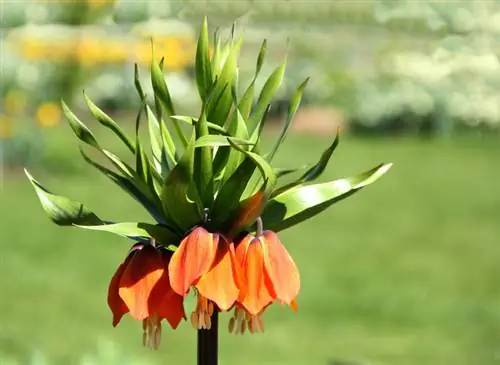 Corona imperiale nel giardino