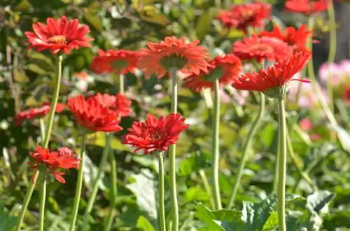 Planting gerberas: tips for location, planting time and care