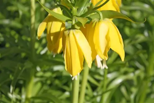 Fritillaria imperialis no florece