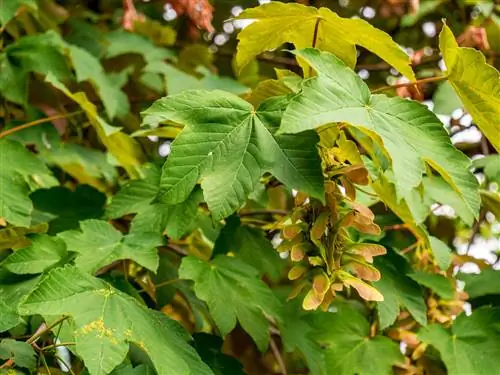 Distingue l'acero montano dall'acero riccio