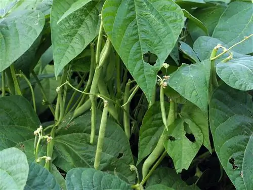 Bush bean leaves eaten away