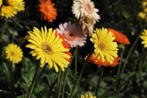 Gerbera yang melewati musim dingin: Cara melindunginya di musim dingin