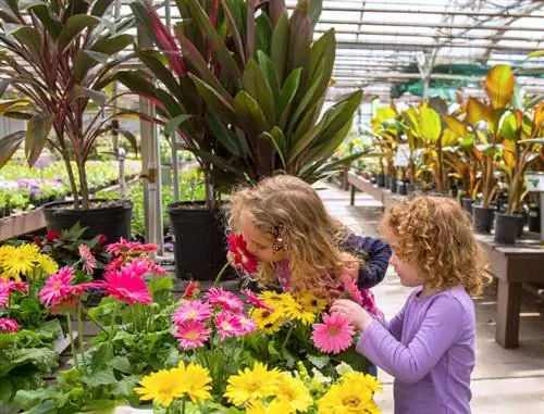 Gerbera bakımı: uzun ömürlü, güzel bitkiler için ipuçları