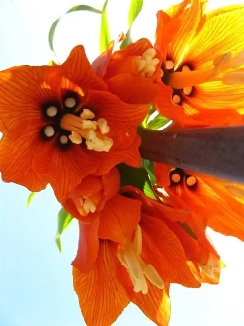 Esplendor primaveral en el jardín: la época de floración de la corona imperial