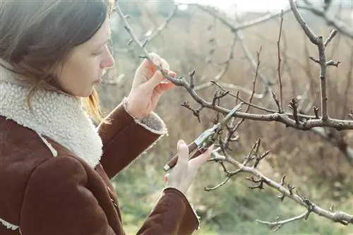 La bonne température d’élagage des arbres