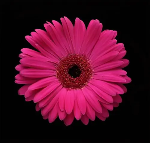 Gerbera blomstrende tid