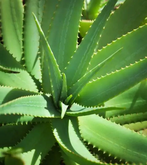 Aloe vera sorter