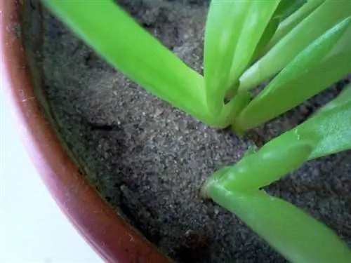 Aloe Vera stiklinger