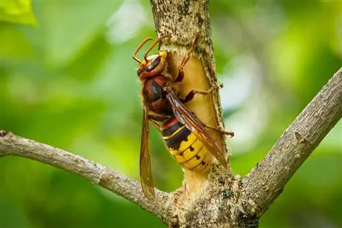 I calabroni mangiano la corteccia degli alberi: ecco perché