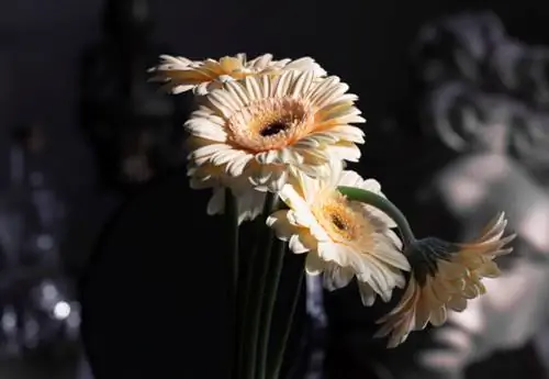 Gerbera op die balkon: versorging, ligging & oorwintering