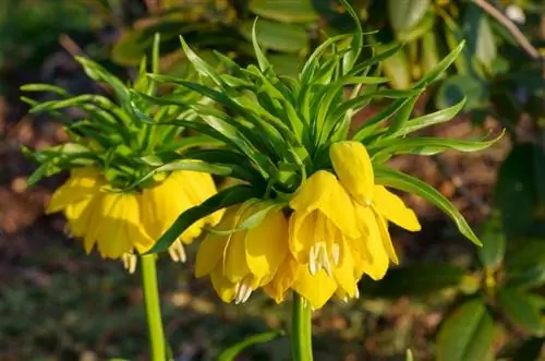 Imperial Crown Care: Tips för friska och blommande växter