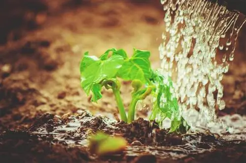 Fertilización de frijoles arbustivos: fertilizantes, momento y necesidad