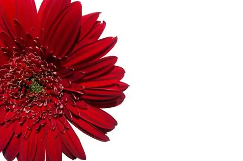 Is die gerbera giftig? Alles duidelik vir mense en diere