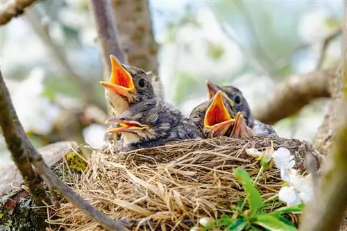 গাছ ছাঁটাই করার সময় প্রজনন এবং সময় নির্ধারণ: এটি আপনার মনে রাখা উচিত