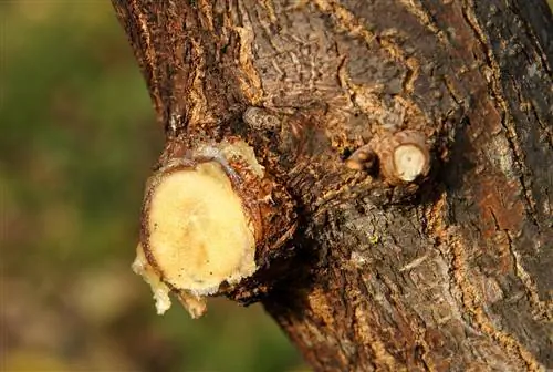 sigillatura del taglio degli alberi