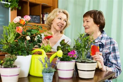 Gerbera in die pot verdor: Hoe om nuwe blomme aan te moedig