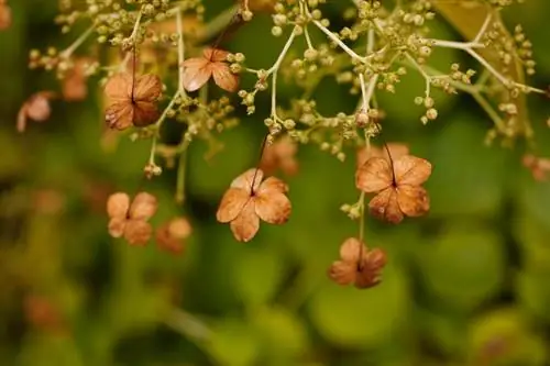 Hydrangea saib xyuas tom qab paj: cov lus qhia rau cov nroj tsuag noj qab haus huv