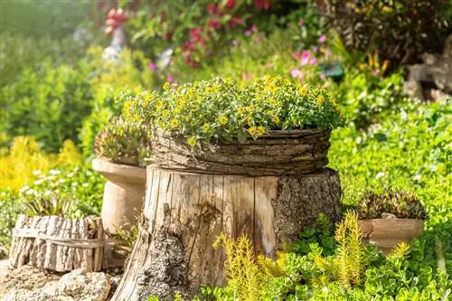 Hide a tree stump decoratively: the best tips