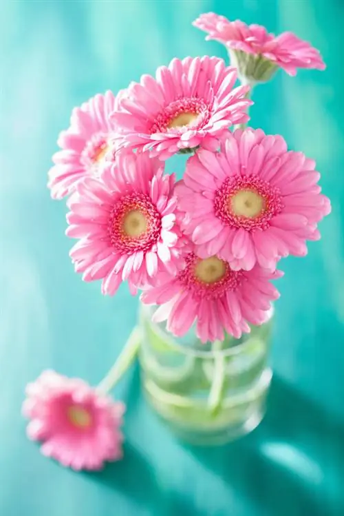 Gerbera in vase