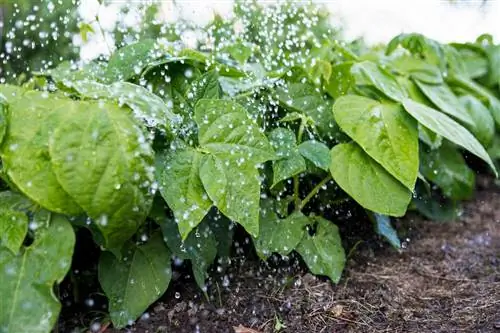 Bush beans: Huwag pabayaan ang pagdidilig