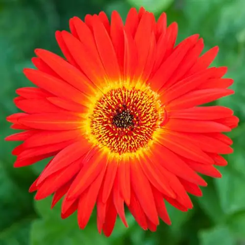 Gerbera hauv lub vaj: Qhov no yog li cas cov yeeb yuj cog ua haujlwm