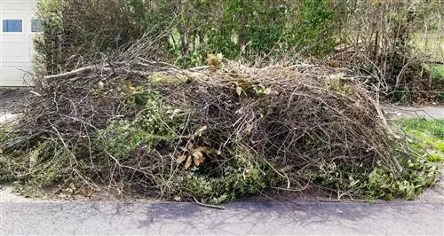 Dispose of tree cuttings in the forest