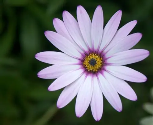 Benih Gerbera: berjaya menyemai untuk bunga yang indah